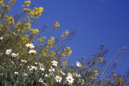 Field of camomiles against the solar blue skyの写真素材
