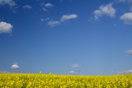 Blooming canola fields with a hedge in betweenの写真素材