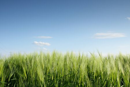Green grass against the solar skyの写真素材