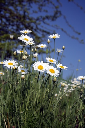 Field of camomiles against the solar blue skyの写真素材