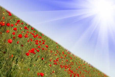 Red poppies on spring meadow and strongly polarized blue sky.の写真素材