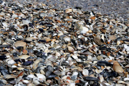 The small broken cockleshells on a beach. Background.の写真素材