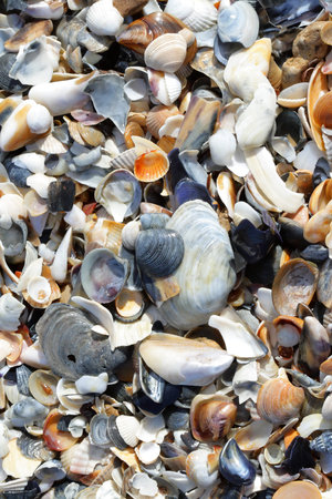 The small broken cockleshells on a beach. Background.