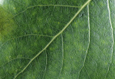 Green leaf removed close up 