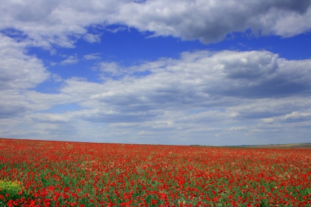 Red poppies on spring meadow and strongly polarized blue sky.の写真素材