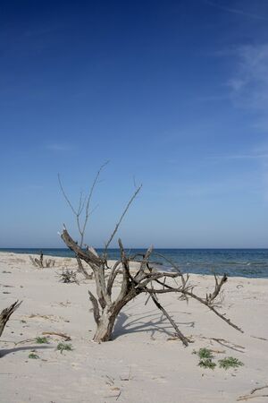 The petrified acacia trees are a reminder of a more temperate past.の写真素材