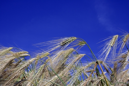 Wheaten field removed close upの写真素材