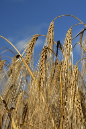 Wheaten field removed close upの写真素材