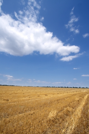 Harvesting view in the field in a bright sunny dayの写真素材