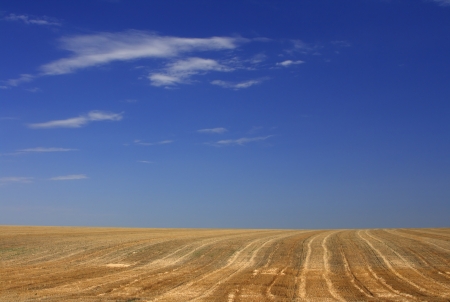 Wheaten field removed close upの写真素材