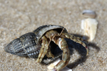 Crab creeping out of a cockleshell on seacoast 