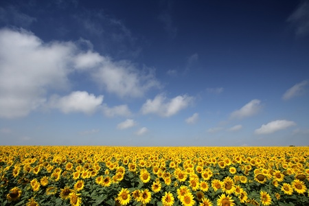 Sunflowers group on blue Skyの写真素材