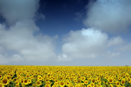 Sunflowers group on blue Skyの写真素材