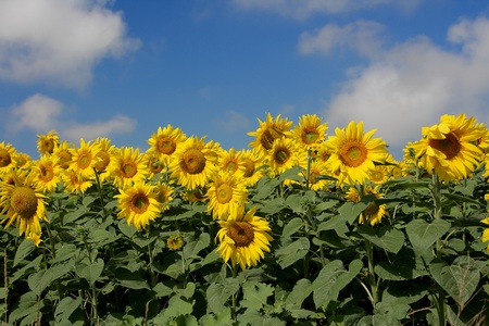 Sunflowers group on blue Skyの写真素材