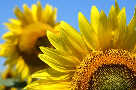 Isolated Sunflower on blueの写真素材