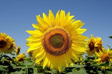 Isolated Sunflowers group on blueの写真素材
