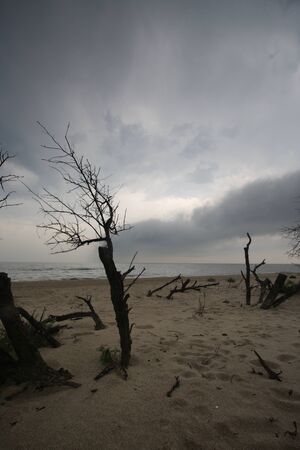 The petrified acacia trees are a reminder of a more temperate past の写真素材