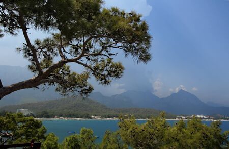 The Mediterranean pines on seacoast in the hot summer  の写真素材
