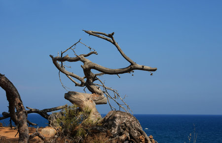 The Mediterranean pines on seacoast in the hot summer  