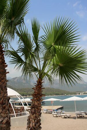 Palm trees on a beach at the Mediterranean coast の写真素材