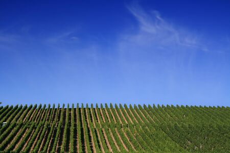 Valley of vineyards in Germany, Franconia の写真素材