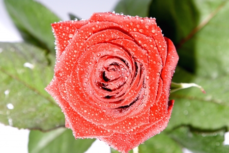 Isolated Roseの写真素材