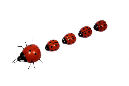 isolated Ladybird Family on whiteの写真素材