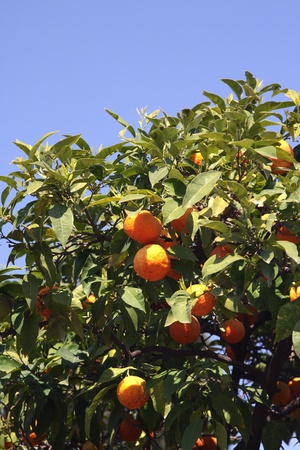 Oranges shining in the sun backdropped by a beautiful blue sky の写真素材