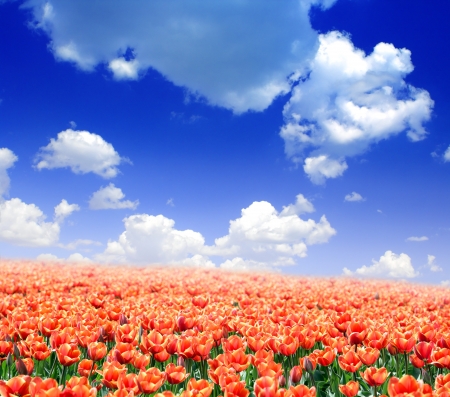 Field of tulips against the blue skyの写真素材