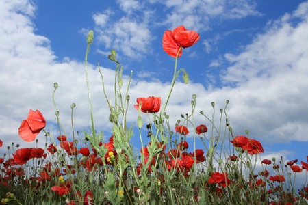 Red poppies on spring meadow and strongly polarized blue sky の写真素材