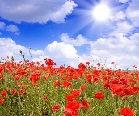 Red poppies on spring meadow and strongly polarized blue sky の写真素材