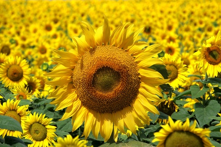 Sunflower group on blue Skyの写真素材