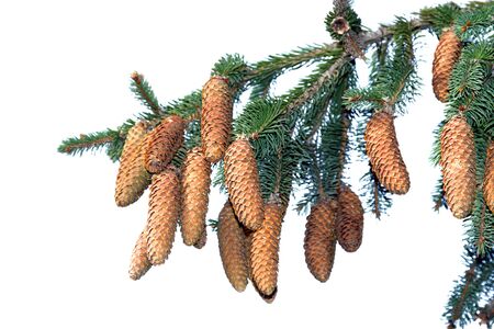 Branch of a Christmas Tree on white backgroundの写真素材