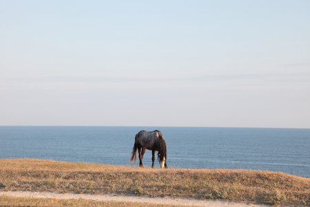 Wild steppe on cape Tarhankut in Crimea, Ukraineの写真素材