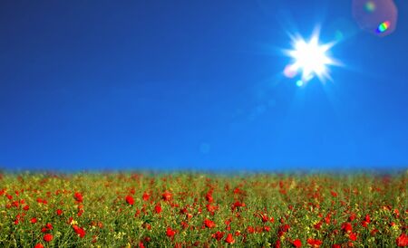 Glade of poppiesの写真素材