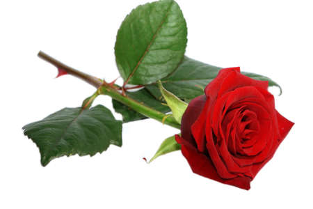 Isolated Rose on white backgroundの写真素材