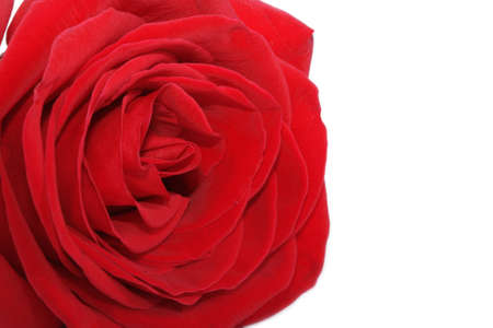 Isolated Rose on white backgroundの写真素材