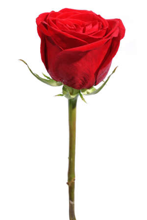 Isolated Rose on white backgroundの写真素材