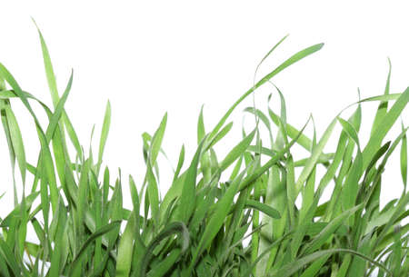 Green grass close up background
の写真素材