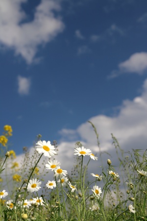 Field of camomiles against the solar blue skyの写真素材