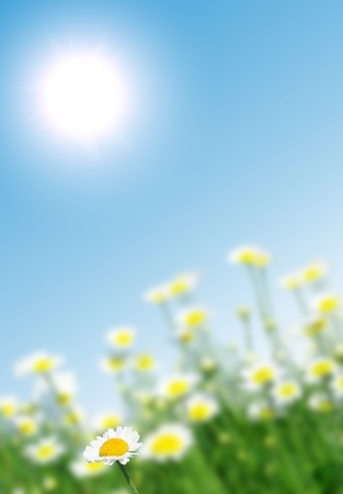 Field of camomiles against the solar blue skyの写真素材