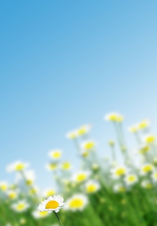 Field of camomiles against the solar blue skyの写真素材