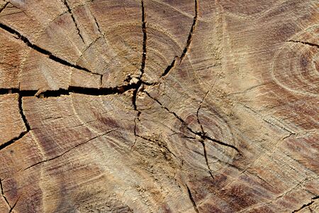 Tree rings are counted to determine the age of a treeの写真素材