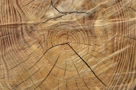 Tree rings are counted to determine the age of a treeの写真素材