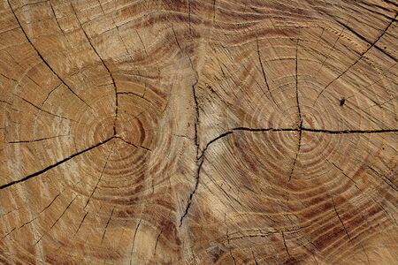 Tree rings are counted to determine the age of a treeの写真素材