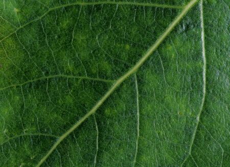 Green leaf removed close upの写真素材