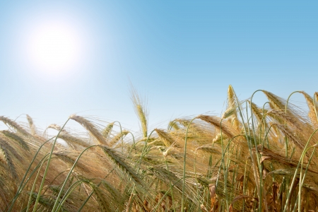 Wheaten field removed close upの写真素材