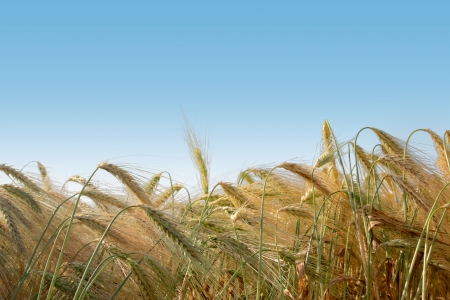 Wheaten field removed close upの写真素材