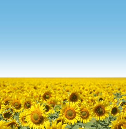 Sunflowers group on blue Skyの写真素材