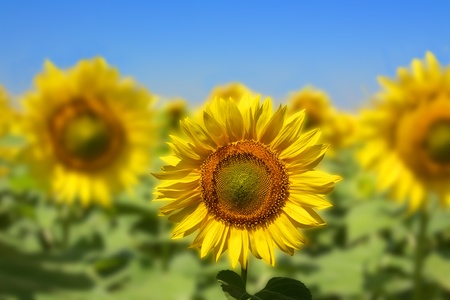Sunflowers group on blue Skyの写真素材